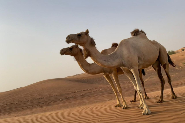 Dubai: Family Friendly Desert Tour with Flamingo Sanctuary