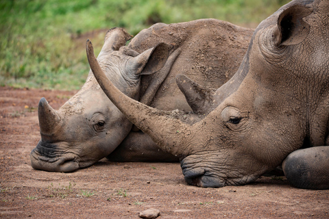 Nairobi: National Park Guided Game Drive Nairobi National Park Private Game Drive