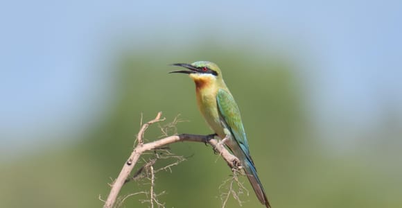 Siem Reap Birdwatching with Breakfast included