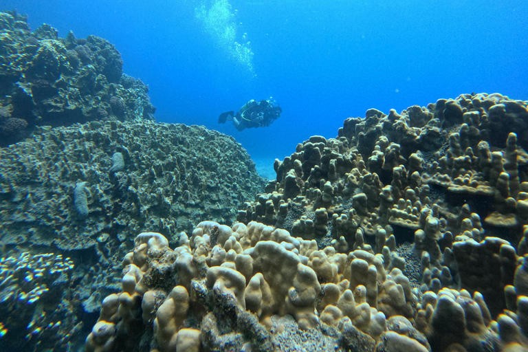 Isla de Pascua: Buceo recreativo-turístico personalizado