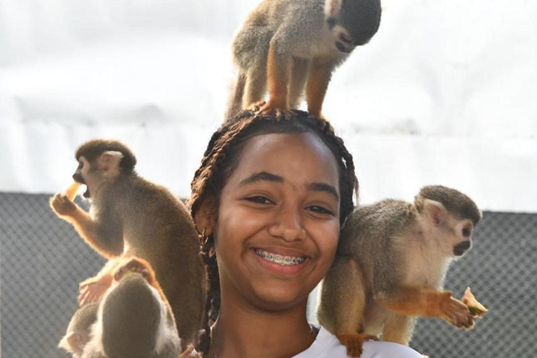 Puerto Plata: Damajagua Waterfalls & Monkeyland Tour