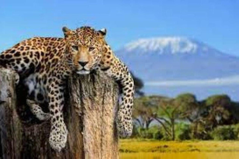 SAFARI NOTTURNO SUL MONTE KENYA