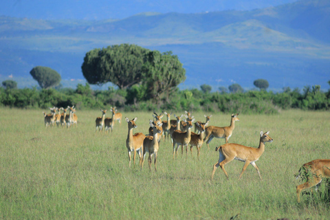 Kampala: Lake Mburo National Park 2-Day Safari Tour