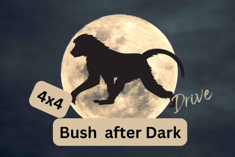 Victoria Falls Park: Bush After Dark Drive in open jeep Victoria Falls: Bush After dark drive in 4x4