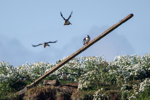 Reykjavik: Excursão para observação de baleias e puffins