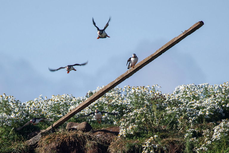 Reykjavik: Excursão para observação de baleias e puffins