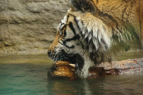 Sapporo: Asahiyama Zoo and Blue Pond Day Trip