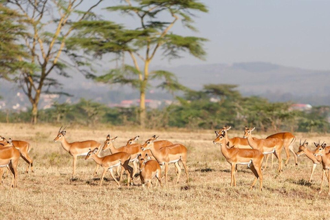 Jednodniowa wycieczka do Parku Narodowego Tsavo East z Mombasy lub Diani