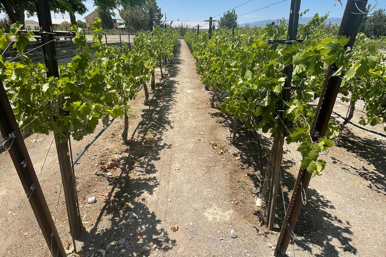 Visite panoramique de Las Vegas/Pahrump avec dégustation de vin et nourritureLas Vegas / Pahrump Dégustation de vins et collations