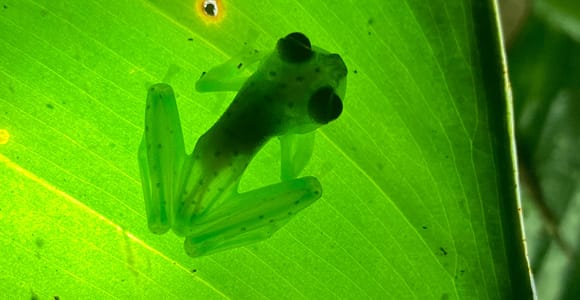 Manuel Antonio: Private Night Wildlife Walk with Dinner