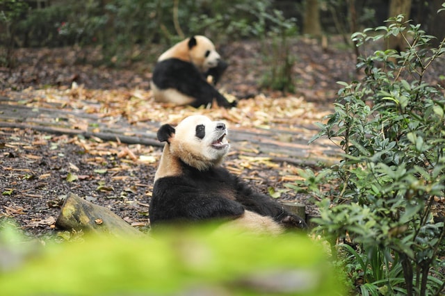 Beijing: Panda House Entry Ticket