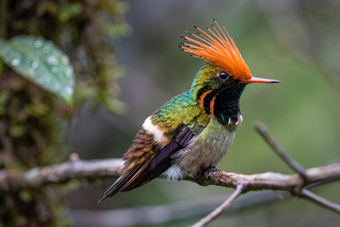 From Cusco: 4-Day Manu Cloud Forest Birdwatching Tour