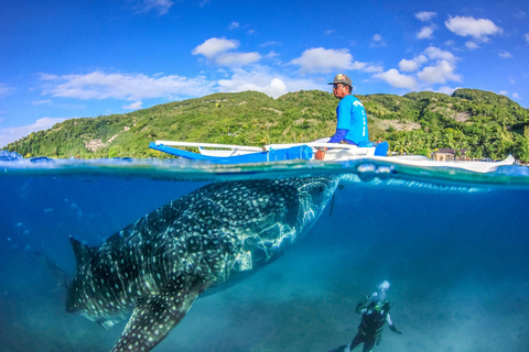 Cebu : Requins-baleines, chutes de Tumalog et singes en petit groupe