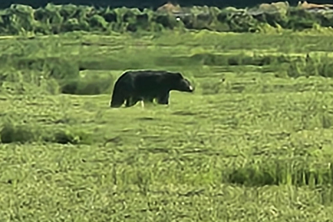 Vancouver : Excursion d'une journée à Whistler avec trajet en télécabine Sea to SkyVancouver : excursion d'une journée à Whistler avec la télécabine Sea to Sky