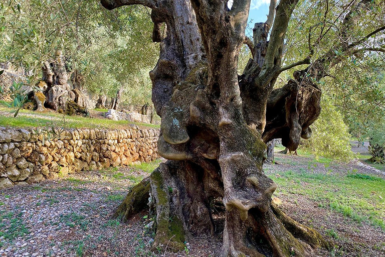 Sóller: Olijfolie proeverij en brunch bij Can Det Estate