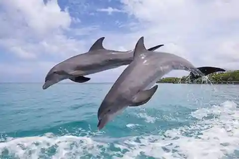 Ilha de Mnemba: Passeio de Golfinhos e Snorkeling na Ilha de Mnemba.