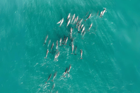 Isola di North Stradbroke: Escursione di un giorno con la fauna selvatica e la spiaggia8:30 YHA Brisbane City Servizio di prelievo