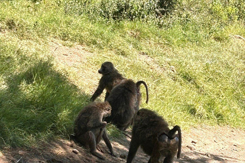 Nairobi: Lake Nakuru National Park and Lake Naivasha Tour