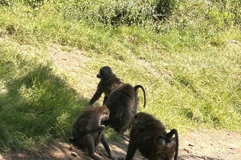 Nairobi: Lake Nakuru National Park and Lake Naivasha Tour