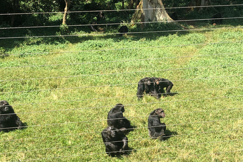 Kampala/Entebbe: Ngamba Island Chimps Sanctuary Tour