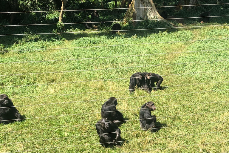 Kampala/Entebbe: Ngamba Island Chimps Sanctuary Tour