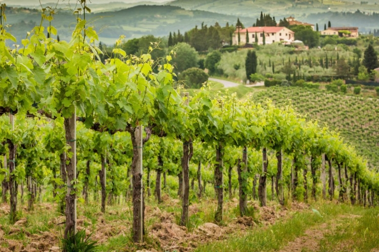 Ab Rom: Tour nach Frascati mit Weinverkostung per ZugAb Rom: Tour nach Frascati mit Weinverkostung & Mittagessen