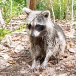 Avventura a Raccoon Island: fauna selvatica, passeggiata sull'isola e galleggianti