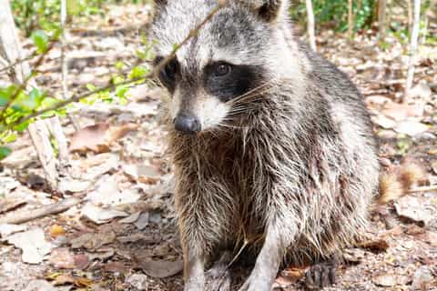 Île aux ratons laveurs : Faune, balade sur l'île et activités nautiques