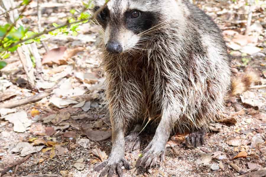 Abenteuer auf Raccoon Island: Wildtiere, Inselspaziergang & Floats. Foto: GetYourGuide