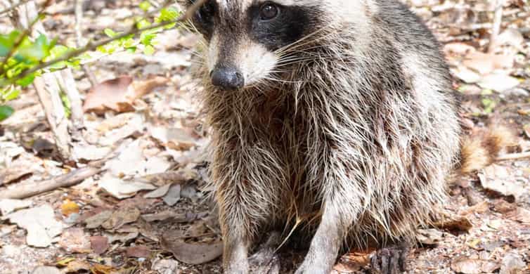 Raccoon Island Adventure: Wildlife, Island Walk & Floats