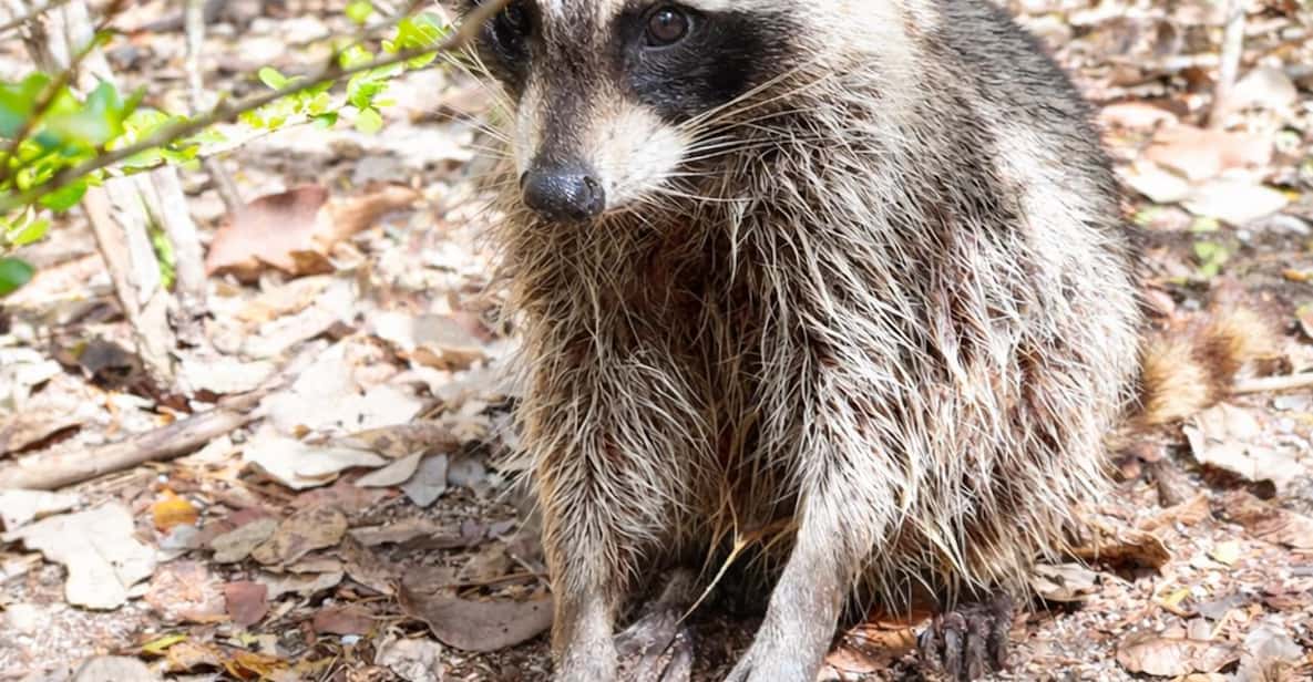 Raccoon Island Adventure: Wildlife, Island Walk & Floats — a boat tour from Miami, USA
