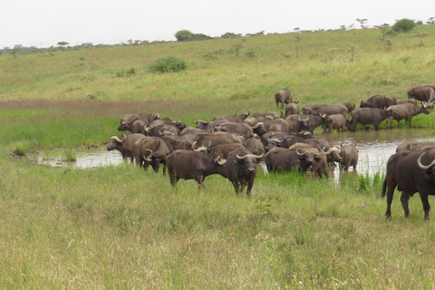 Olifantenweeshuis en Nairobi National Park 's middags spel