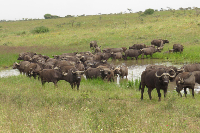 Elefantbarnhem och Nairobi nationalpark eftermiddagsspel