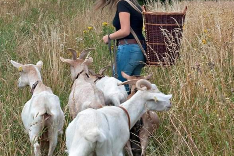 Goat hike near Dresden Goat hike near Dresden for 6-10 people (90 MINUTES)