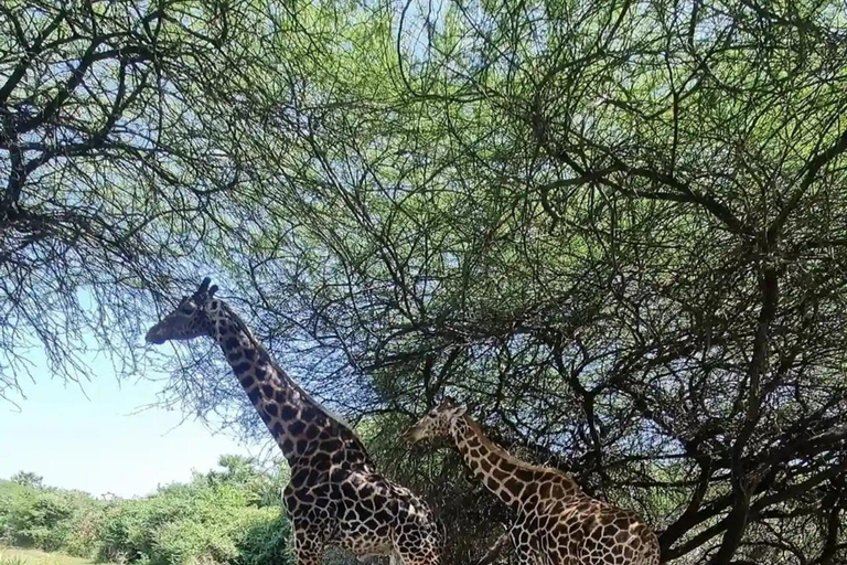 Nguuni Nature Sanctuary & Tamarind Dhow Dinner Cruise