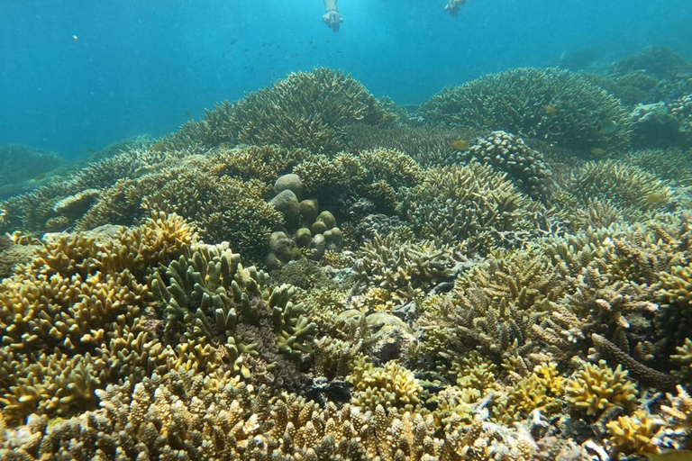 Van Gili Air : Gedeeld/Groep Snorkeltrip 3 EilandenGedeelde snorkeltour Gili Air