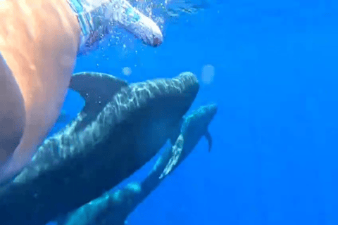 Mirissa: Whale Watching & Snorkeling Adventure with Guide