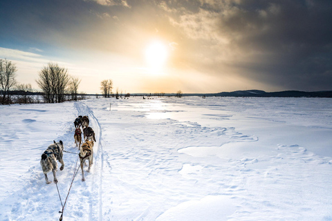 St-Liguori: Entdecke die Schönheit des Winters mit dem Hundeschlitten!