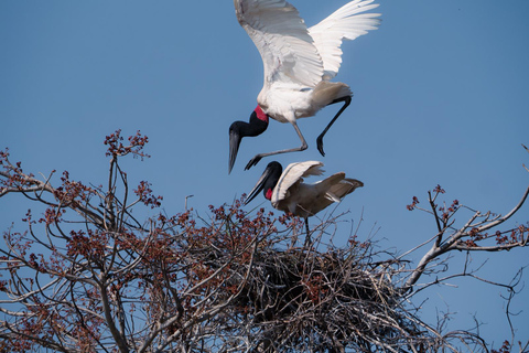 São Paulo: 3-Day Eco Safari Experience in the Pantanal