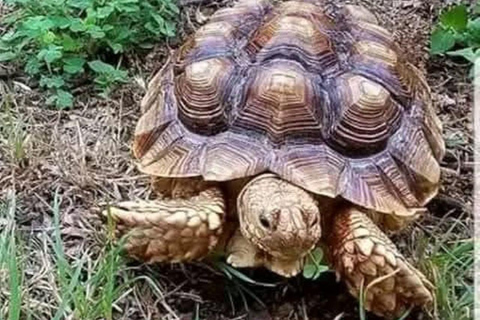 Mombasa: Full day excursion Full day excursion in Mombasa from Diani