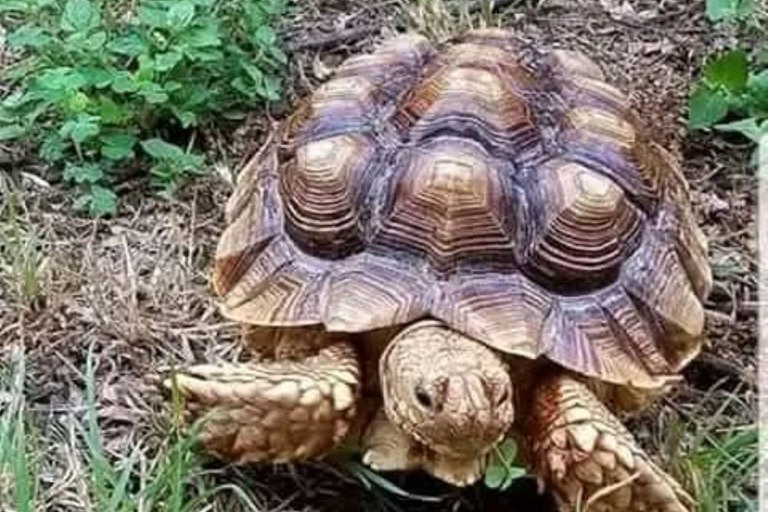 Mombasa: Full day excursion Full day excursion in Mombasa from Diani