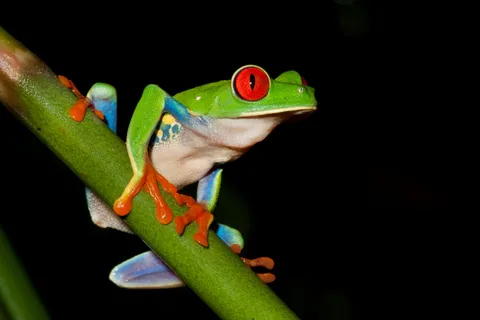 Cahuita: Tour serale della natura e della fauna selvatica nella foresta tropicale