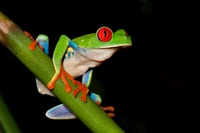 Uvita, tour notturno della natura e della fauna selvatica nella foresta tropicale - Hizvo