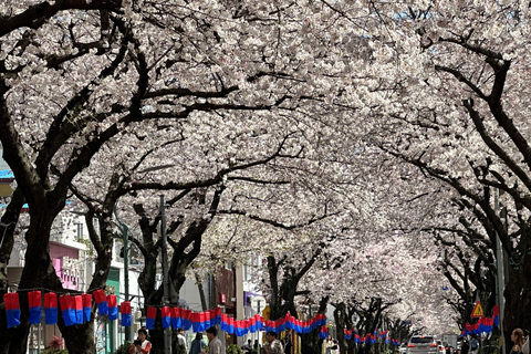 Ost-Jeju-Kirschblüte, Mandarinenpflücken Kleingruppentour