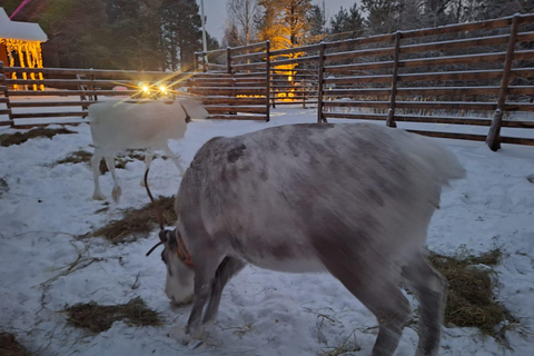Levi: Meet & Feed Reindeer – Authentic Lapland Experience