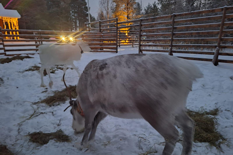 Levi: Meet & Feed Reindeer – Authentic Lapland Experience