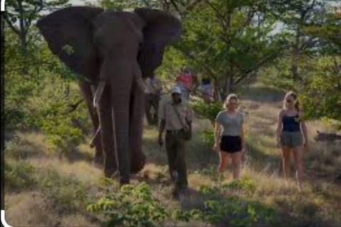 Victoria Falls: Through the eye of an elephant Highlights