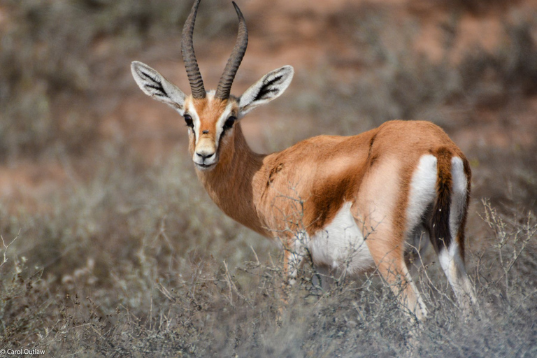 Desde Agadir: Safari por el desierto del Parque Nacional de Sous Massa con almuerzo