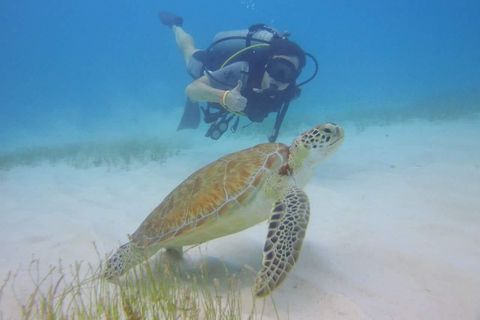 Buceo + MUSAClases de buceo