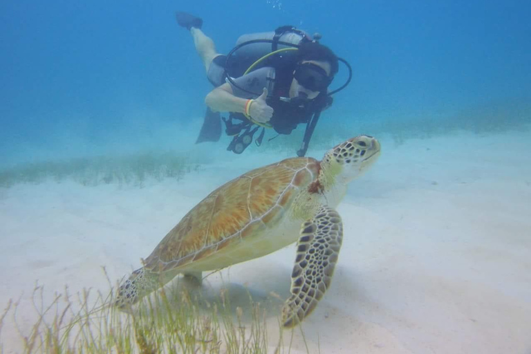 Buceo + MUSAClases de buceo